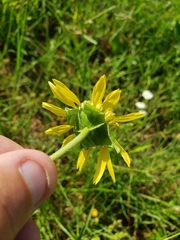 Tetragonotheca repanda