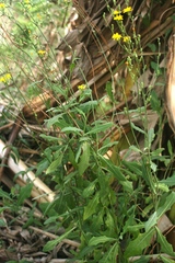 Launaea taraxacifolia