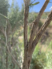 Artemisia spiciformis