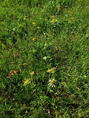 Tetragonotheca repanda