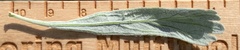 Artemisia spiciformis