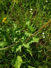 Tetragonotheca repanda