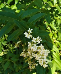 Ligustrum vulgare