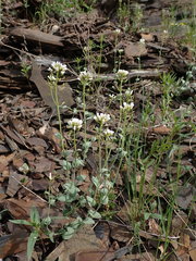 Noccaea cochleariformis