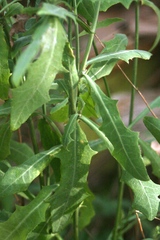 Launaea taraxacifolia