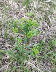 Euphorbia jenisseiensis