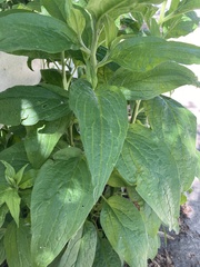 Lithospermum latifolium