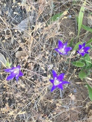 Brodiaea elegans