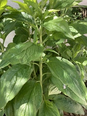 Lithospermum latifolium