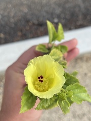 Hibiscus ribifolius