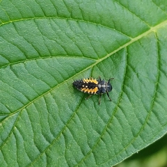 Harmonia axyridis