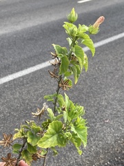 Hibiscus ribifolius