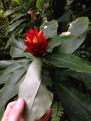 Costus curvibracteatus