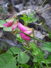 Ononis rotundifolia