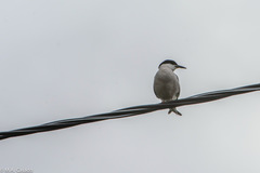 Sterna hirundo longipennis