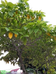 Pisonia grandis