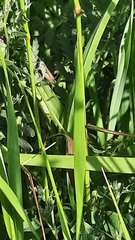 Chorthippus apricarius