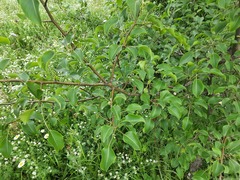 Pyrus communis caucasica
