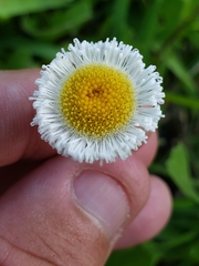 Erigeron procumbens