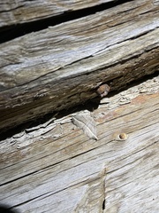 Metanema determinata