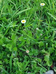 Erigeron procumbens