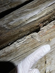 Metanema determinata