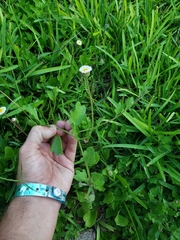 Erigeron procumbens