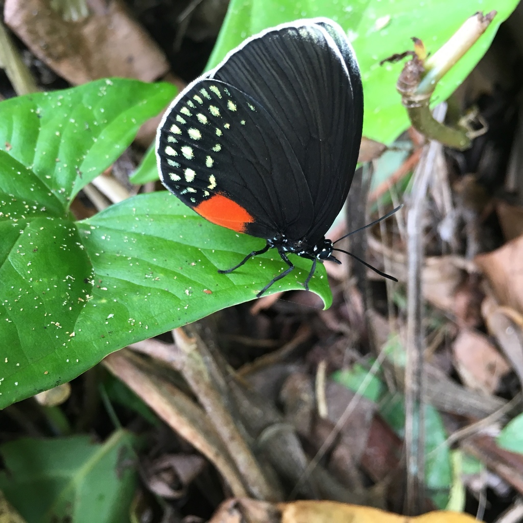 White-tipped Cycadian