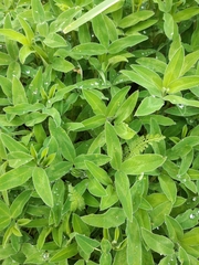Trifolium medium