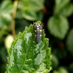 Coccinella septempunctata