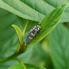 Coccinella septempunctata