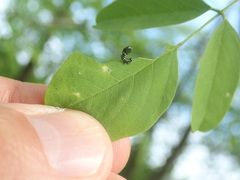 Nematus abbotii