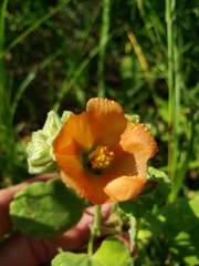 Sphaeralcea lindheimeri