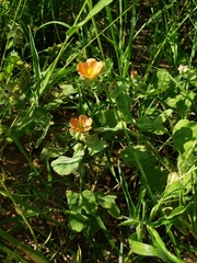Sphaeralcea lindheimeri