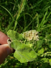 Sphaeralcea lindheimeri