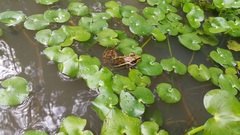 Lithobates lenca