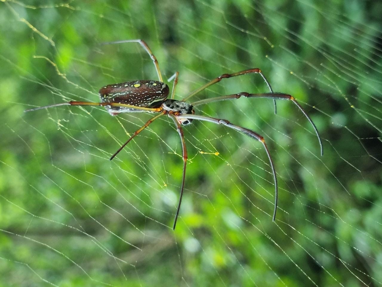 Trichonephila image