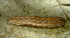 Sympistis badistriga