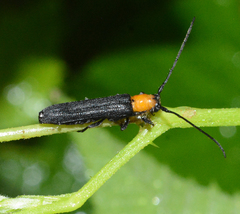 Oberea affinis