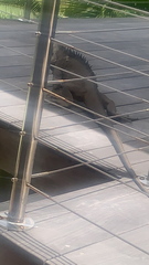 Iguana delicatissima