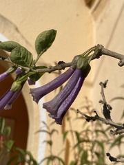 Iochroma