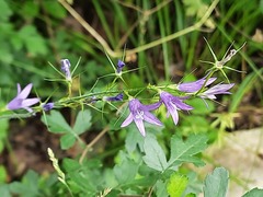 Campanula rapunculus lambertiana