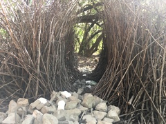 Chlamydera nuchalis