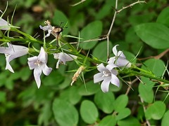 Campanula rapunculus lambertiana