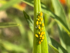 Aphis nerii
