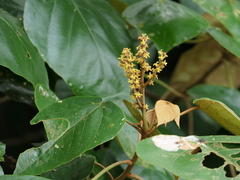 Mallotus tetracoccus