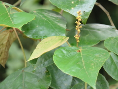 Mallotus tetracoccus