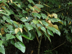 Mallotus tetracoccus
