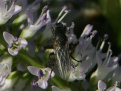 Coelopidae
