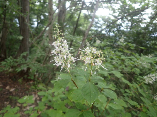 Elliottia paniculata